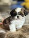 Lhassa-apso chiots