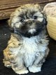 Lhassa-apso chiots