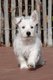 Chiots West highland white terriër (westie,...