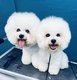 Sessation d'élevage : Bichon frisé