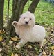 Magnifiques chiots labradoodle