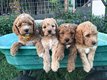 Magnifiques chiots labradoodle