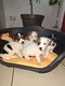 Chiots Jack-Russell
