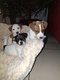 Chiots Jack-Russell
