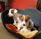 Chiots Jack-Russell