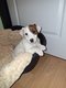 Chiots Jack-Russell