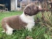 Chiots Border Collie à vendre