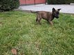 Vendre très beaux chiots berger malinois
