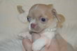 Superbe mâle chihuahua poil court pedigree