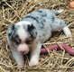 Chiots border collie pure race
