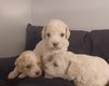 Superbes chiots maltipoo
