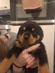 Bébé Rottweiler pure race  disponible...