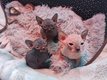 Bébé Sphynx
