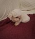Bichon maltais nain 100 %Belge