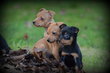 Chiots Pinscher nain