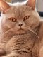 British shorthair fawn femelle adulte