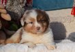 Chiots Berger Australien par Moon x Floki,...
