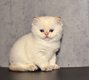 Magnifique  chaton British Shorthair .