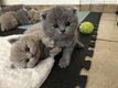 Chatons croisés Scottish Fold × British...