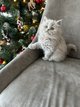 Chatons croisés Scottish Fold × British...