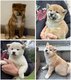 Magnifiques shiba inu disponibles de suite