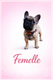 Bouledogue français femelle