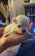 Adorable chiot Bichons Maltais
