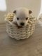 Adorable chiot Bichons Maltais