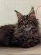 Maine coon