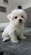 Bichon maltais 100% Belge