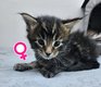 Dernier petit femelle Maine coon
