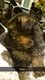 Chiot Berger Allemand