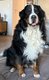 Bouvier Bernois disponible pour saillie