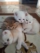 4 chatons British / Scottish avec pedigrées
