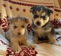 Chiot husky