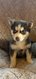 Chiot husky