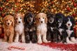 Superbes chiots grand caniche