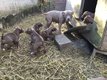 Superbes chiots amstaff