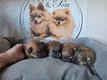 Spitz nains pomeraniens Pedigree Saint-Hubert