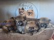 Spitz nains pomeraniens Pedigree Saint-Hubert