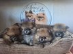 Spitz nains pomeraniens Pedigree Saint-Hubert