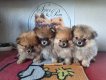 Spitz nains pomeraniens Pedigree Saint-Hubert
