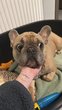 Bouledogue Français mâle à donner