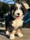 Ultra Bernedoodle Standart