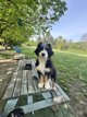 🌟 Bernedoodle tricolore  🐾