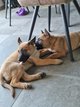 Berger Malinois males et femelles