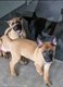 Berger Malinois males et femelles