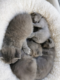Chaton British Shorthair bleu