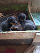 Chiots beauceron