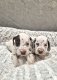 Chiots dalmatiens